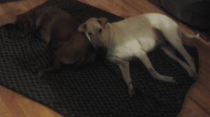 Dogs Life Dogs life